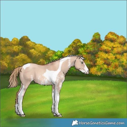 Horse Color:Gold Champagne Dun Sabino Tobiano 