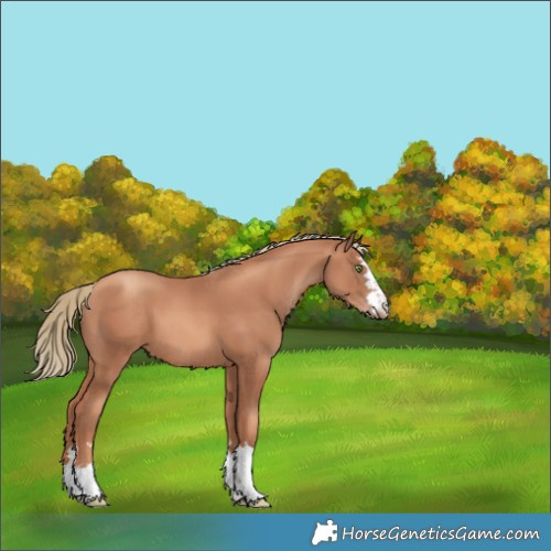 Horse Color:Gold Champagne 