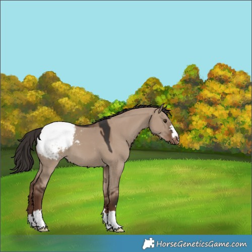 Horse Color:Liver Red Dun Snowcap 