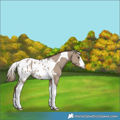 Horse Color:White Spotted Liver Red Dun Tobiano Appaloosa