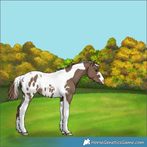 Horse Color:Liver Red Dun Tobiano Appaloosa 