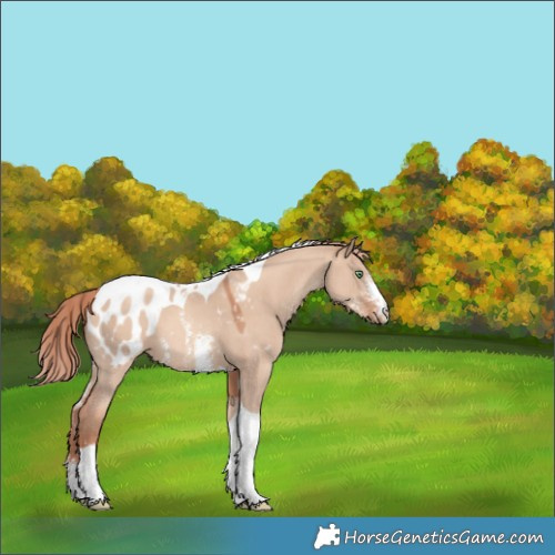 Horse Color:Gold Champagne Dun Sabino Tobiano Appaloosa 