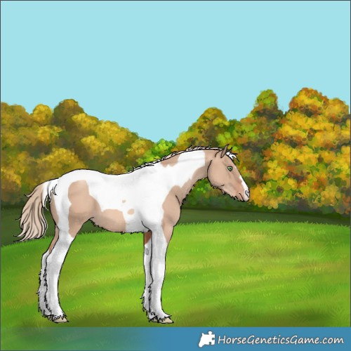Horse Color:Gold Champagne Dun Tobiano Varnish 