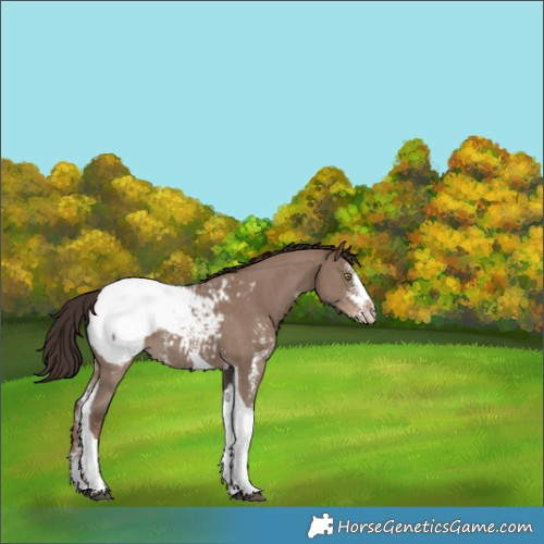 Horse Color:Liver Red Dun Sabino Tobiano Snowcap 