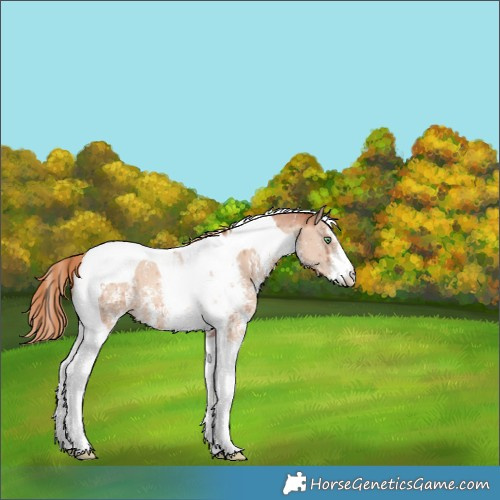 Horse Color:Gold Champagne Dun Sabino Tobiano Brindle 
