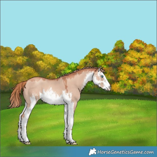 Horse Color:White Spotted Gold Champagne Dun 