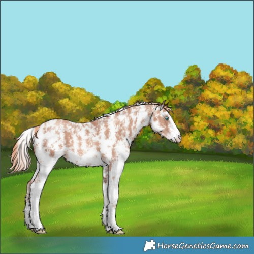 Horse Color:Gold Champagne Sabino 
