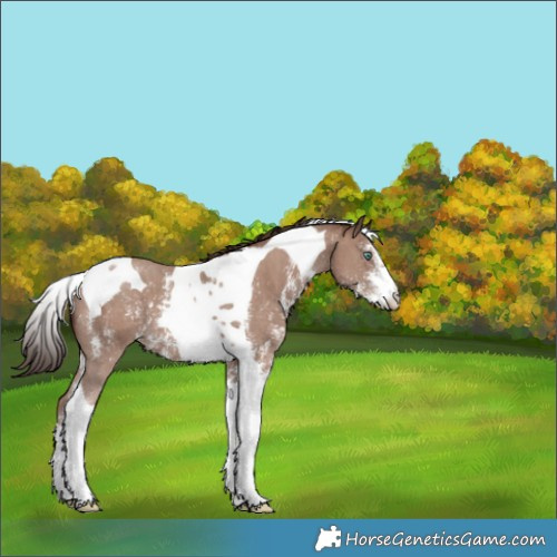 Horse Color:Classic Champagne Sabino Tobiano 