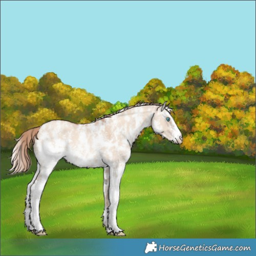 Horse Color:Gold Champagne Dun Sabino 