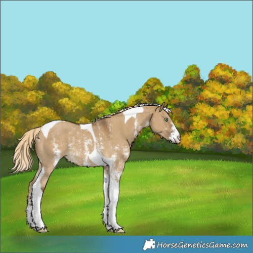 Horse Color:Chocolate Palomino Dun Sabino Tobiano Varnish 