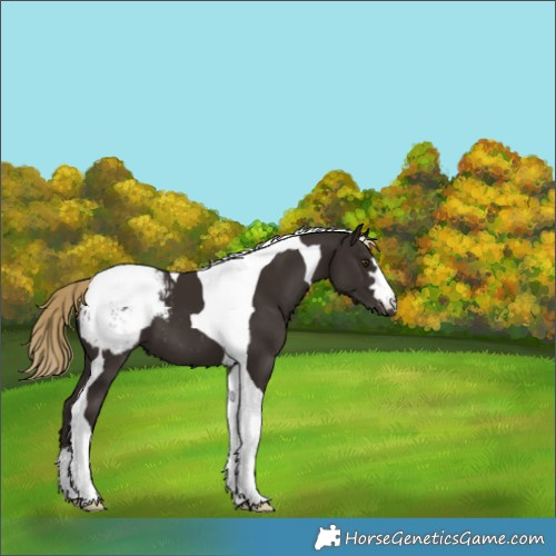 Horse Color:Liver Chestnut Tobiano Snowcap 
