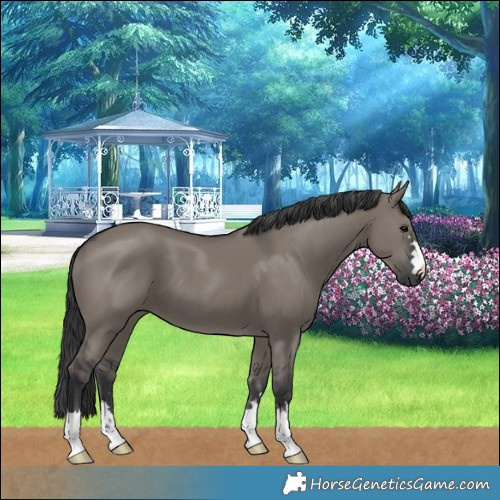 Horse Color:Grullo 