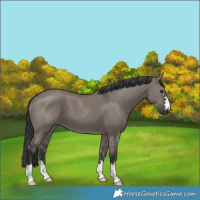 Horse Color:Grullo