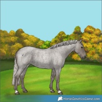 Horse Color:Silver Smoky Blue Roan