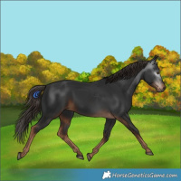 Horse Color:Gray Liver Chestnut 