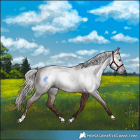 Horse Color:Gray Chestnut 