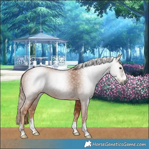 Horse Color:Gray Chestnut 