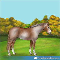 Horse Color:Gray Chestnut