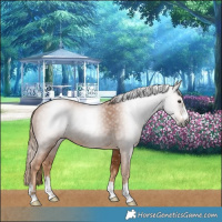 Horse Color:Gray Chestnut 