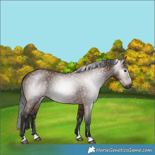Horse Color:Gray Bay 