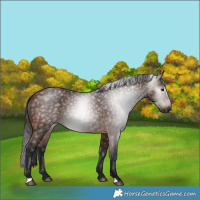 Horse Color:Gray Bay 