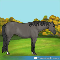 Horse Color:Grullo Rabicano 
