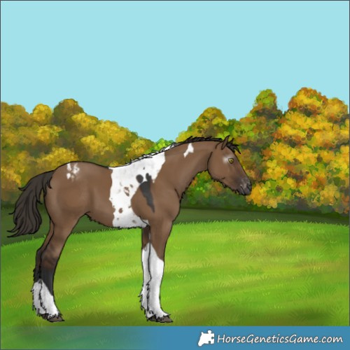 Horse Color:Gray Liver Red Dun Tobiano Varnish 
