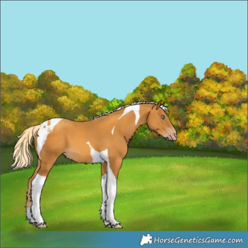 Horse Color:Gold Cream Champagne Tobiano 