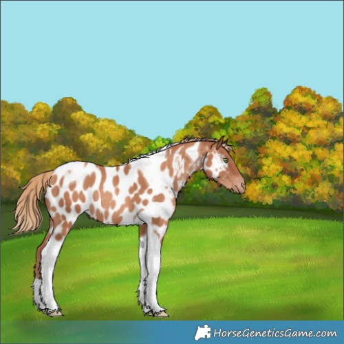 Horse Color:Gold Champagne Tobiano Near Leopard 