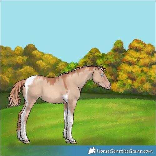 Horse Color:Gold Champagne Dun Tobiano 