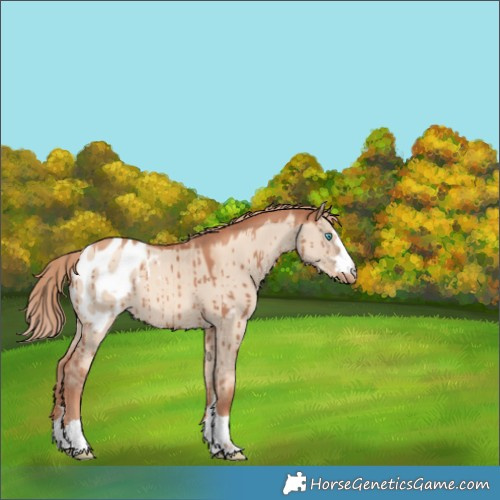 Horse Color:Gold Champagne Dun Appaloosa Brindle 