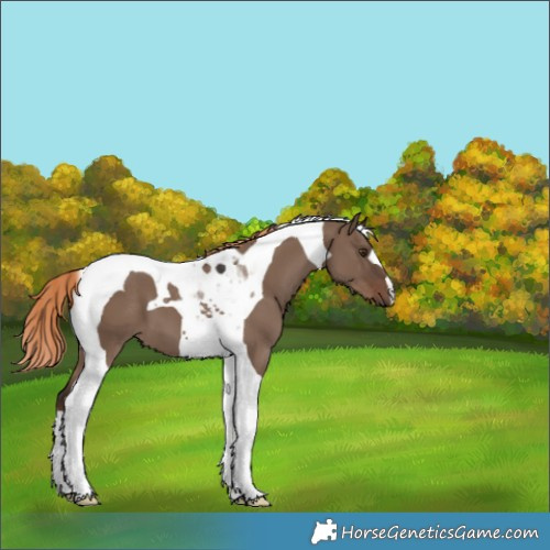 Horse Color:Liver Red Dun Tobiano 