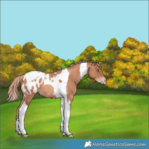 Horse Color:Gold Champagne Tobiano Blanket 