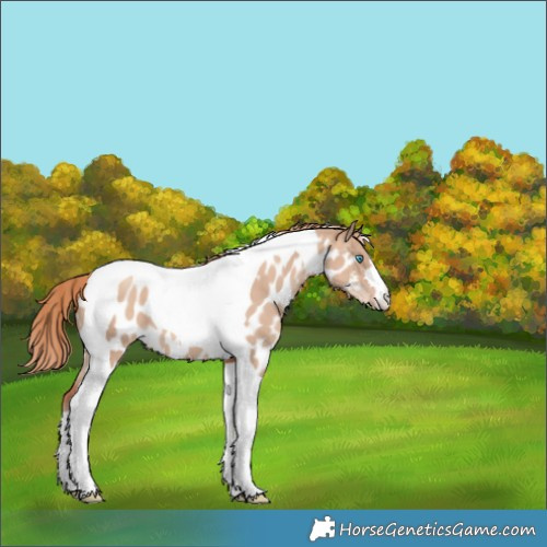 Horse Color:Gold Champagne Dun Tobiano Appaloosa 