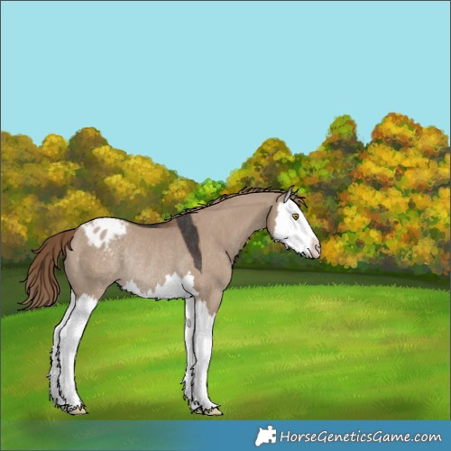Horse Color:Liver Red Dun Splash Appaloosa Rabicano 