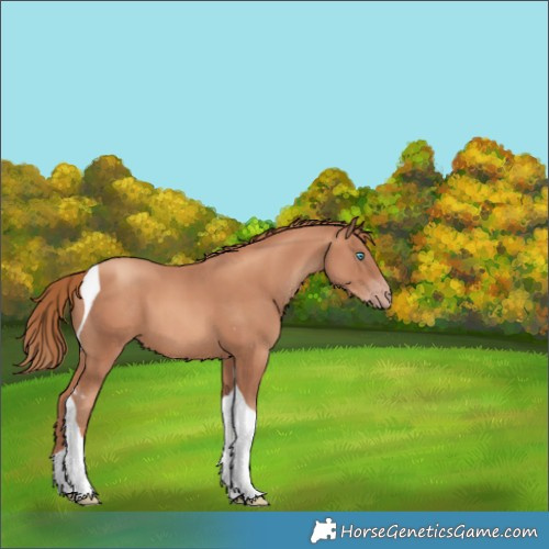 Horse Color:Gold Champagne Tobiano