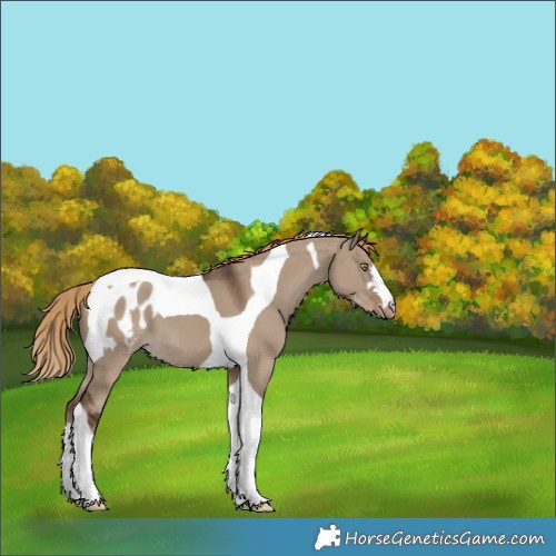 Horse Color:Liver Red Dun Tobiano Appaloosa 