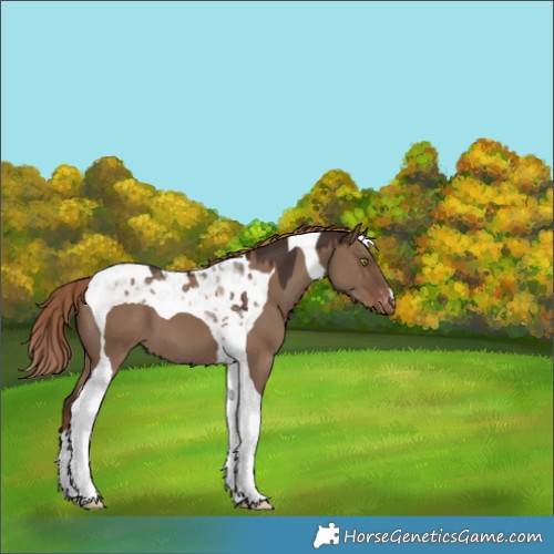 Horse Color:Liver Red Dun Tobiano Varnish 
