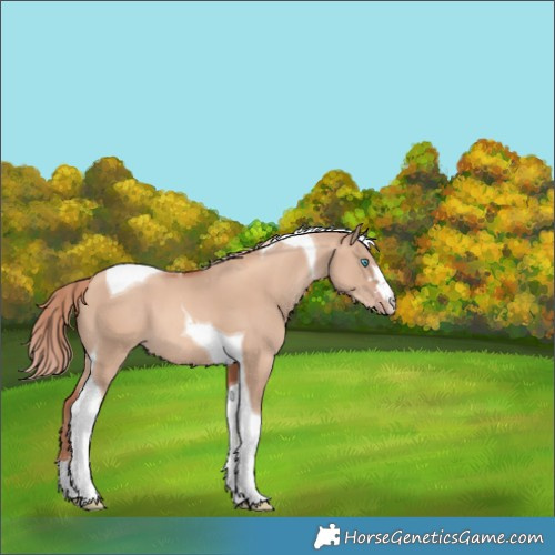 Horse Color:Gold Champagne Dun Tobiano 