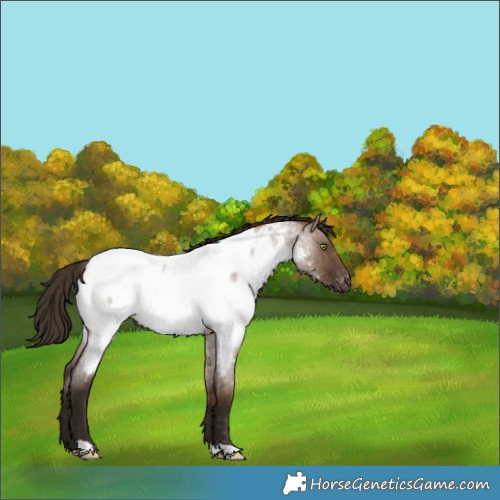 Horse Color:Liver Red Dun Roan Near Fewspot Rabicano 