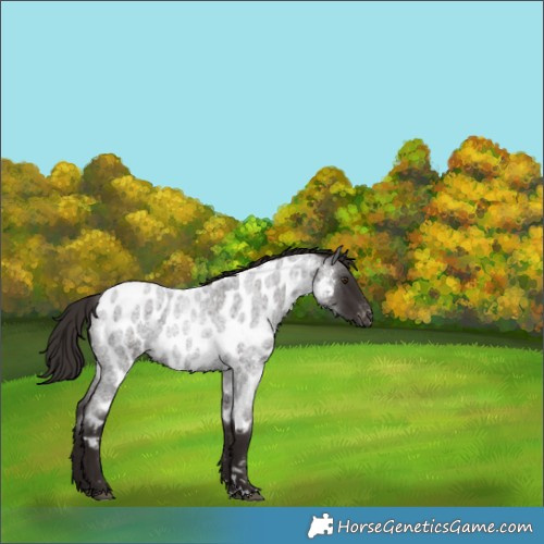 Horse Color:Liver Red Roan Near Leopard Rabicano 