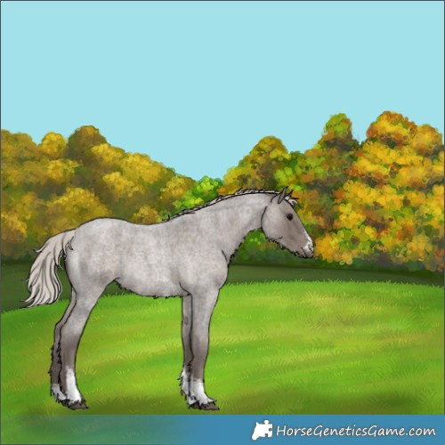 Horse Color:Silver Blue Roan Sabino Rabicano 