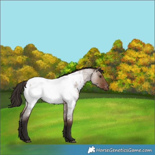 Horse Color:Liver Red Dun Roan Near Fewspot Rabicano 