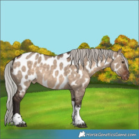 Horse Color:Silver Brown Dun Sabino Tobiano Near Leopard 