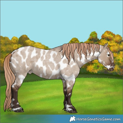 Horse Color:Liver Red Dun Roan Near Leopard 