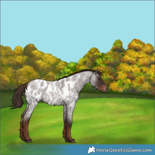 Horse Color:Liver Red Roan Appaloosa Rabicano 