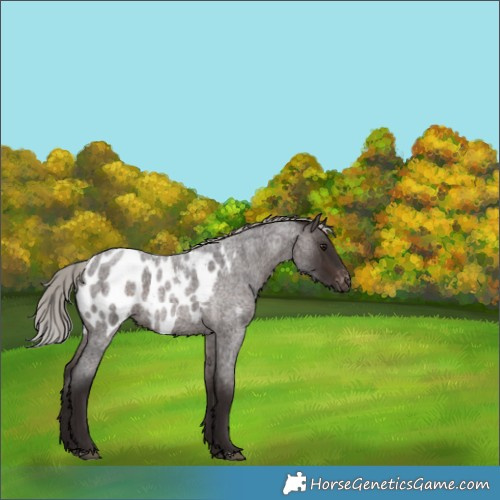 Horse Color:Silver Brown Roan Appaloosa 