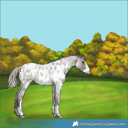 Horse Color:Silver Grullo Roan Sabino Near Leopard Rabicano 