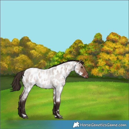 Horse Color:Liver Red Dun Roan Appaloosa Rabicano 