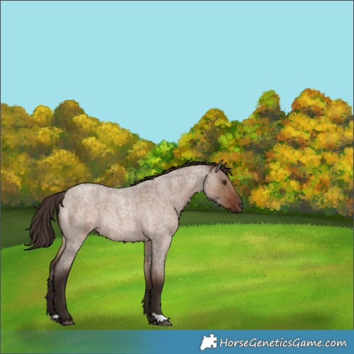 Horse Color:Liver Red Dun Roan Rabicano